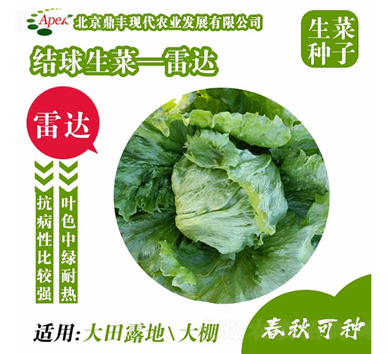 雷達-生菜種子-鼎豐農業(yè)