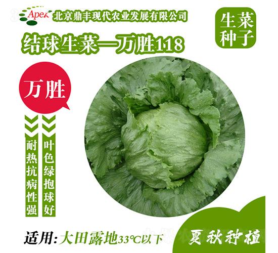 萬(wàn)勝118-生菜種子-鼎豐農(nóng)業(yè)