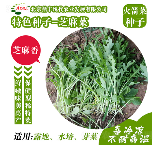芝麻菜-火箭菜種子-鼎豐農(nóng)業(yè)