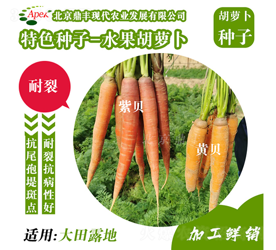 水果胡蘿卜-胡蘿卜種子-鼎豐農(nóng)業(yè)