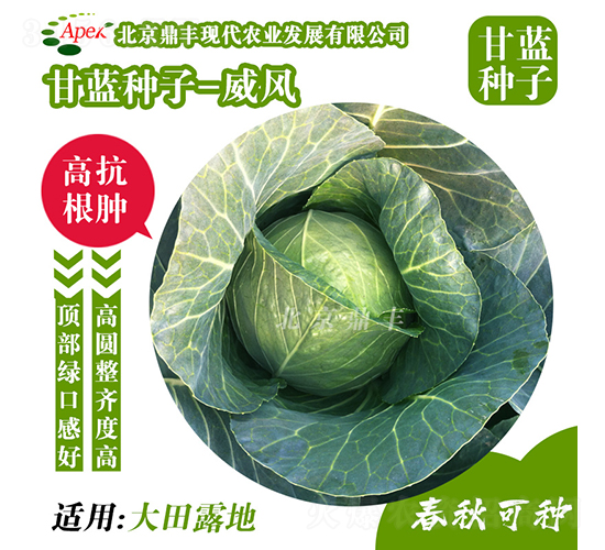 å¨é¢¨(fÄ“ng)166-ç”˜è—(lÃ¡n)ç¨®å­-é¼Žè±è¾²(nÃ³ng)æ¥­(yÃ¨)