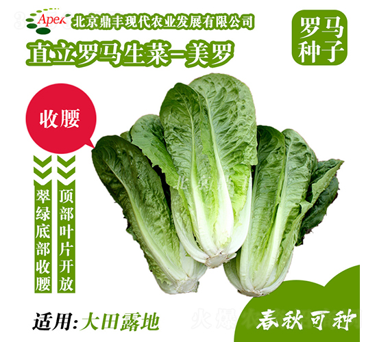 美羅-生菜種子-鼎豐農(nóng)業(yè)