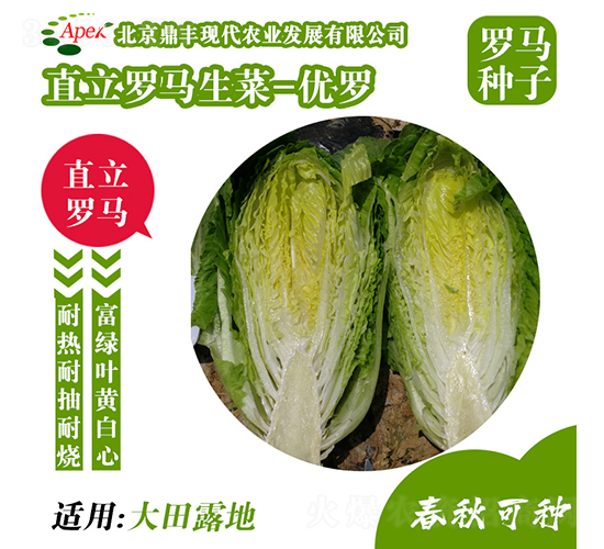 優(yōu)羅-生菜種子-鼎豐農業(yè)