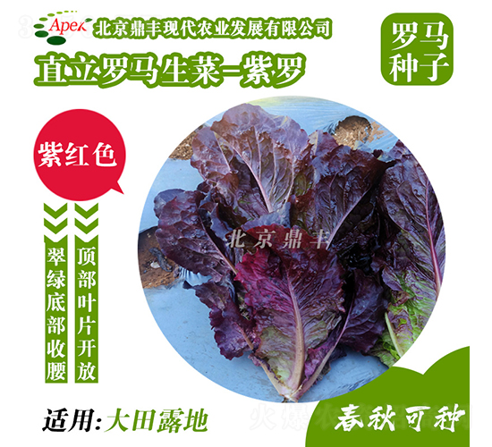 紫羅-生菜種子-鼎豐農(nóng)業(yè)