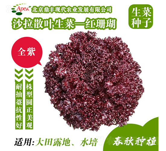 ç´…çŠç‘š-ç”Ÿèœç¨®å­-é¼Žè±è¾²(nÃ³ng)æ¥­(yÃ¨)