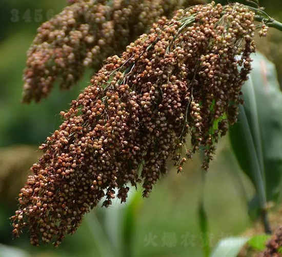 紅梁豐1號-高粱種子-神農科技