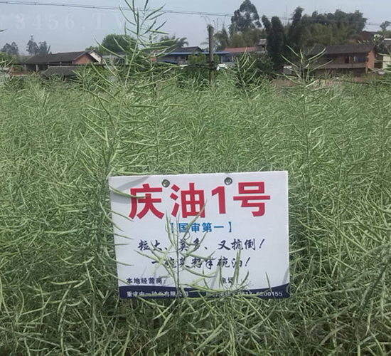 慶油1號-油菜種子-神農(nóng)科技