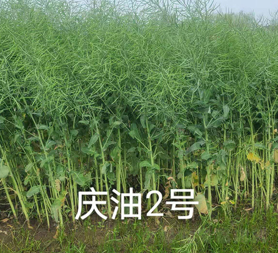 慶油2號-油菜種子-神農(nóng)科技