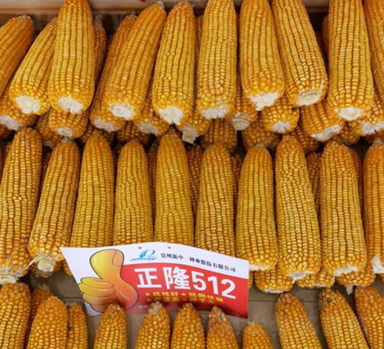 正隆512-玉米種子-神農(nóng)科技