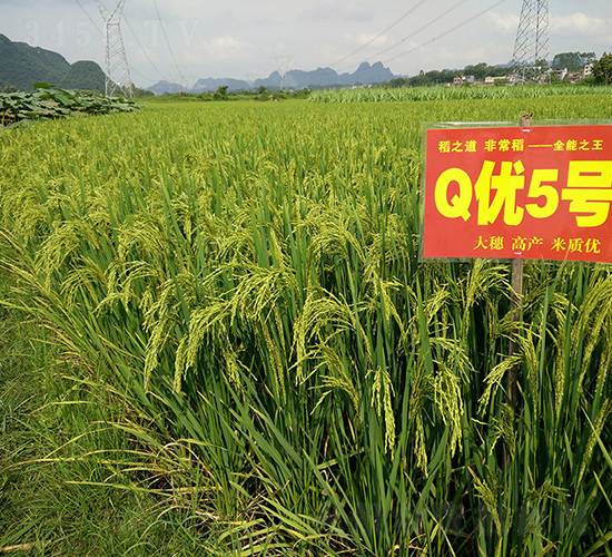 Q優(yōu)5號（全能稻）-水稻種子-神農(nóng)科技