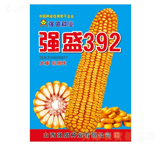 強盛392-玉米種子-強盛種業(yè)