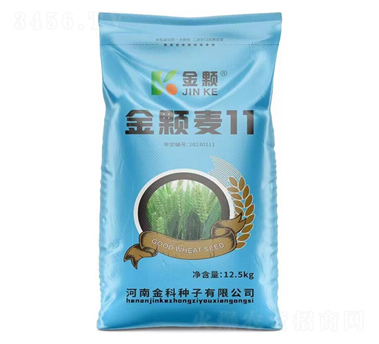 金顆麥11-金顆-永研農業(yè)