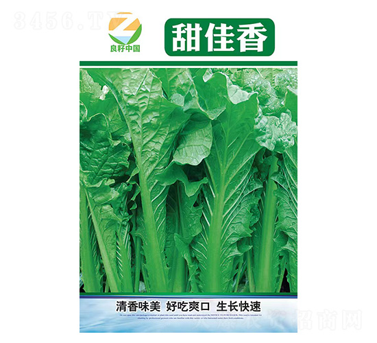 白菜種子-甜佳香-良籽農業(yè)