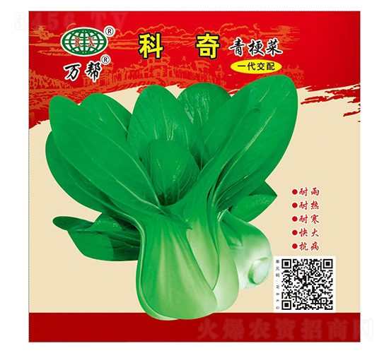 科奇青梗菜-萬邦種業(yè)