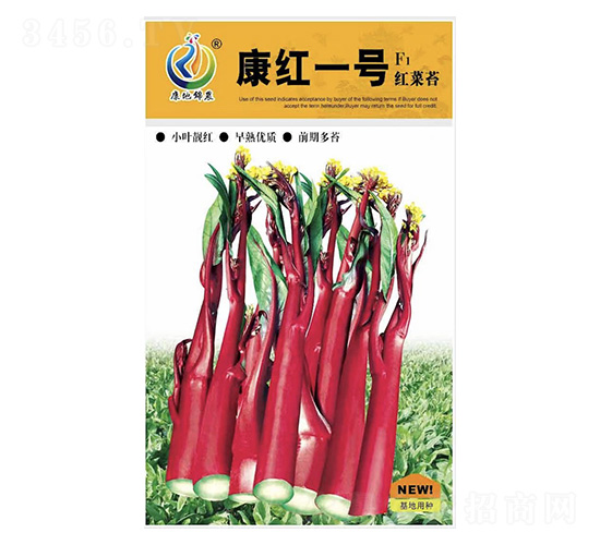康紅—號(hào)-菜薹種子-康地科技