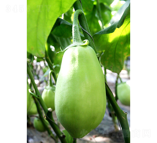 和潤(rùn)綠茄一號(hào)-茄子種子-和潤(rùn)農(nóng)業(yè)