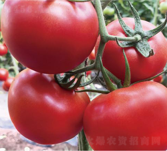 漢姆紅運(yùn)5號(hào)-番茄種子-和潤(rùn)農(nóng)業(yè)