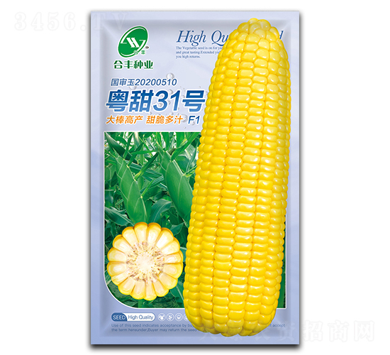 粵甜31號(hào)-玉米種子-合豐種業(yè)