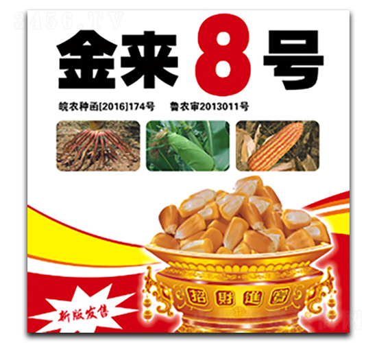 金來8號-玉米種子-合豐種業(yè)