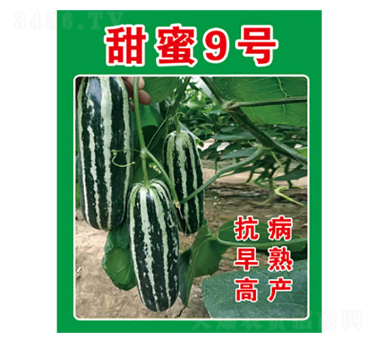 甜瓜種子-甜蜜9號-尚豐農業(yè)