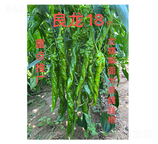 è¾£æ¤’ç¨®å­-è‰¯é¾18-å°šè±è¾²(nÃ³ng)æ¥­(yÃ¨)