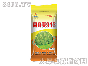 小麥種子-同舟麥916-邦邦種業(yè)