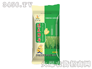 小麥種子-漯麥9號(hào)-邦邦種業(yè)
