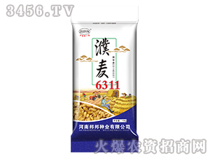 濮麥6311-小麥種子-邦邦種業(yè)