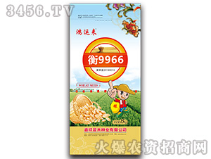 衡9966小麥種子-鴻運(yùn)來-晨禾種業(yè)