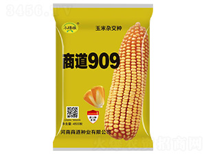 商道909玉米雜交種-小矮墩-商道種業(yè)