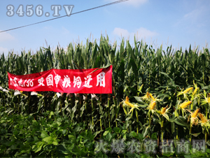 大京九156（一）-玉米種子-大京九
