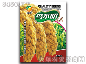 谷子種子-鳥(niǎo)不叼-洛研
