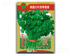 美國大葉香菜-香菜種子-搏盛種業(yè)