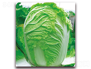 金秋喜農(nóng)夫-白菜種子-新世紀(jì)