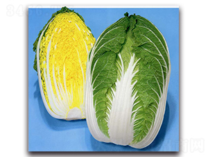 å¤©ç¦è¶…é»ƒ-å¤§ç™½èœç¨®å­-è¾²(nÃ³ng)æ’­çŽ‹