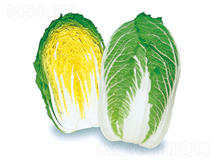 梅錦-大白菜種子-農(nóng)播王