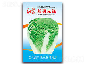 è† ç ”å…ˆé‹’-å¤æ’­ç™½èœç¨®å­-è† ç ”