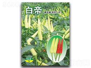 ç™½å¸-æœå¤©æ¤’ç¨®å­-è¯è”¬ç¨®æ¥­(yÃ¨)