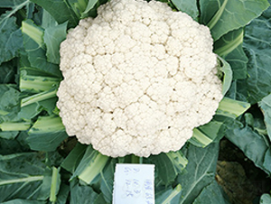 臺灣明星65天松花-花椰菜種子-順成