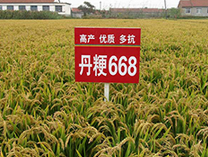 668̖-ˮN-NI(y)