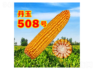 丹玉508號-玉米種子-丹玉種業(yè)