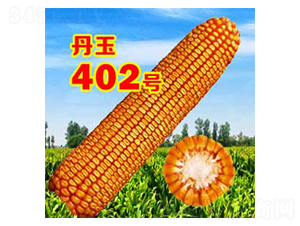 丹玉402號(hào)-玉米種子-丹玉種業(yè)