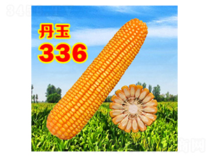 ä¸¹çŽ‰336-çŽ‰ç±³ç¨®å­-ä¸¹çŽ‰ç¨®æ¥­(yÃ¨)