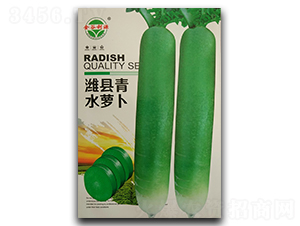 淮縣青水蘿卜-蘿卜種子-利源種業(yè)