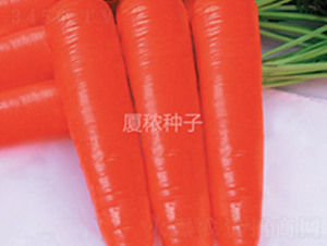 中秋紅-胡蘿卜種子-廈秾農(nóng)業(yè)