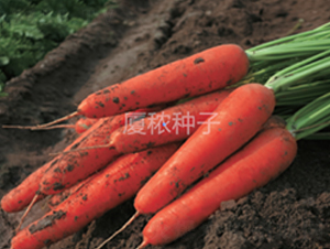 祥福918-胡蘿卜種子-廈秾農(nóng)業(yè)