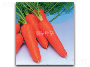 祥福518-胡蘿卜種子-廈秾農(nóng)業(yè)