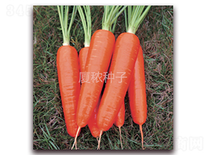 祥福517-胡蘿卜種子-廈秾農(nóng)業(yè)