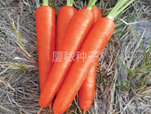 順利167-胡蘿卜種子-廈秾農(nóng)業(yè)