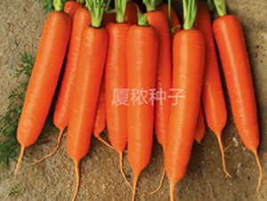順紅七寸-胡蘿卜種子-廈秾農(nóng)業(yè)